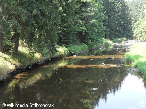 Řeka Chrudimka na 57.4 km (pohled proti proudu)